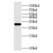 WB analysis of rat liver tissue, using C11orf54 antibody (1/300 dilution).