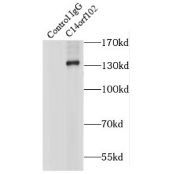 C14orf102 Antibody