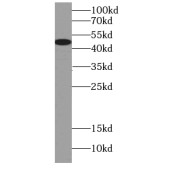 WB analysis of HepG2 cells, using C14orf133 antibody (1/1000 dilution).