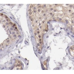 C14orf138 Antibody