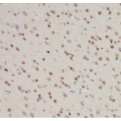 C15orf29 Antibody