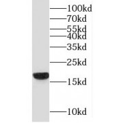 WB analysis of DU 145 cells, using C19orf10 antibody (1/300 dilution).