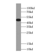 WB analysis of mouse brain tissue, using C1orf27 antibody (1/300 dilution).