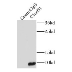 C1orf31 Antibody