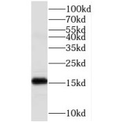 WB analysis of HEK-293 cells, using C1orf31 antibody (1/1000 dilution).