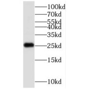 WB analysis of HEK-293 cells, using C1orf50 antibody (1/300 dilution).