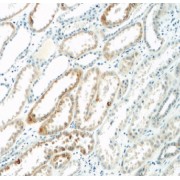 IHC-P analysis of human kidney tissue, using C1QTNF3 Antibody (1/50 dilution).