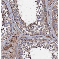 Chromosome 20 Open Reading Frame 19 (C20orf19) Antibody