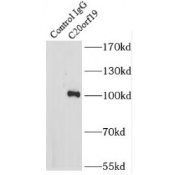 Chromosome 20 Open Reading Frame 19 (C20orf19) Antibody
