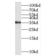 WB analysis of HeLa cells, using C2orf49 antibody (1/4000 dilution).