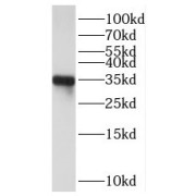 WB analysis of mouse testis tissue, using C2orf51 antibody (1/300 dilution).