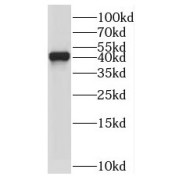 WB analysis of Jurkat cells, using C2orf60 antibody (1/600 dilution).