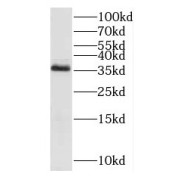 WB analysis of L02 cells, using C3orf38 antibody (1/600 dilution).