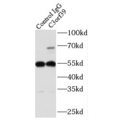 C3orf39 Antibody