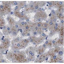 C4 (gamma chain) Antibody