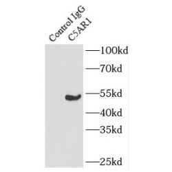 Complement Component 5a Receptor 1 (C5AR1) Antibody