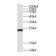 WB analysis of HEK-293 cells, using C5orf24 antibody (1/1000 dilution).