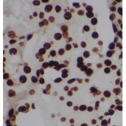 C6orf130 Antibody