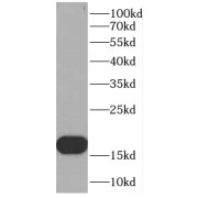 WB analysis of PC-3 cells, using C6orf130 antibody (1/300 dilution).