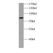 WB analysis of A375 cells, using C7orf58 antibody (1/500 dilution).