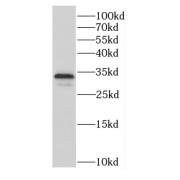 WB analysis of HeLa cells, using C9orf78 antibody (1/800 dilution).