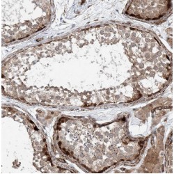 C9orf98 Antibody