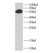 WB analysis of Transfected HEK-293 cells, using C9orf98 antibody (1/700 dilution).