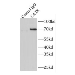 Carbonic Anhydrase 9 (CA IX) Antibody