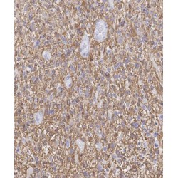 Carbonic Anhydrase-Related Protein (CA8) Antibody
