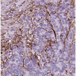 Cadherin-7 (CDH7) Antibody