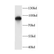 WB analysis of A549 cells, using CDH7 antibody (1/400 dilution).