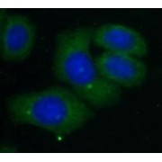 IF analysis of HepG2 cells, using CAPRIN2 antibody (1/50 dilution) and AF488-conjugated Goat Anti-Rabbit IgG (H+L).