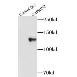 Caprin-2 (CAPRIN2) Antibody