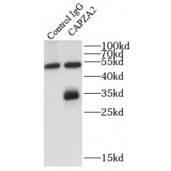 F-Actin-Capping Protein Subunit Alpha-2 (CAPZA2) Antibody