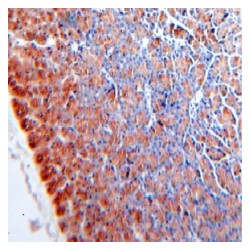 Carboxypeptidase A2 (CPA2) Antibody