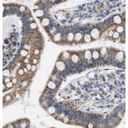 Carboxypeptidase A3 (CPA3) Antibody