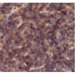 Caspase 1 (CASP1) Antibody