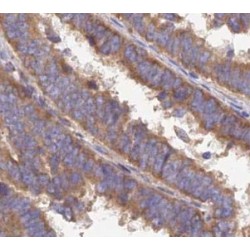 Caspase 10 (CASP10) Antibody