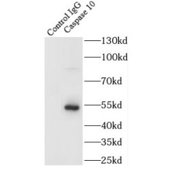 Caspase 10 (CASP10) Antibody