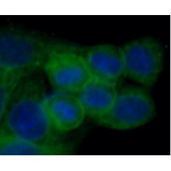 Caspase 8 (CASP8) Antibody