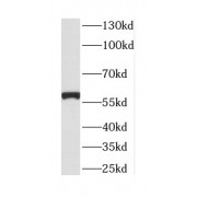 WB analysis of Transfected HEK-293 cells, using CTSF antibody (1/1000 dilution).