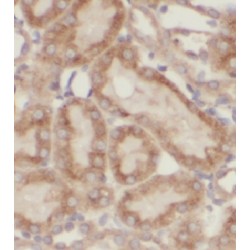 Chibby Homolog 1 (Drosophila) (CBY1) Antibody