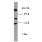 WB analysis of HEK-293 cells, using CC2D2A antibody (1/500 dilution).