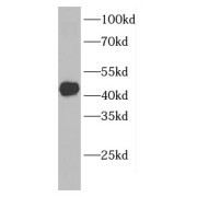 WB analysis of mouse lung tissues, using CCDC104 antibody (1/1000 dilution).