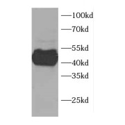 WB analysis of HeLa cells, using CCDC51 antibody (1/500 dilution).