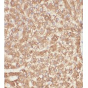 IHC-P analysis of human liver tissue, using CCDC53 Antibody (1/50 dilution).