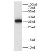 WB analysis of K-562 cells, using CCNY antibody (1/1000 dilution).