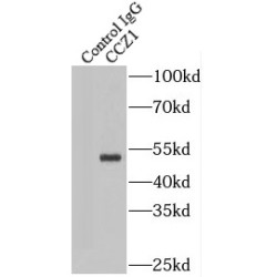 Vacuolar Fusion Protein CCZ1 Homolog (CCZ1) Antibody