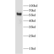 WB analysis of NIH/3T3 cells, using CCZ1 antibody (1/1000 dilution).