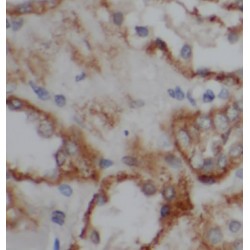 Neprilysin / NEP (MME) Antibody